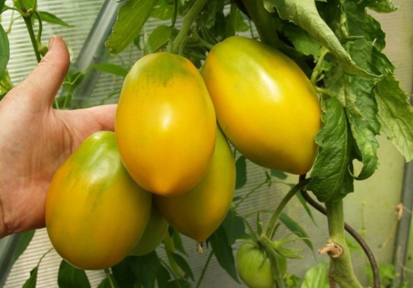 Золотой Кенигсберг Золотой Кенигсберг