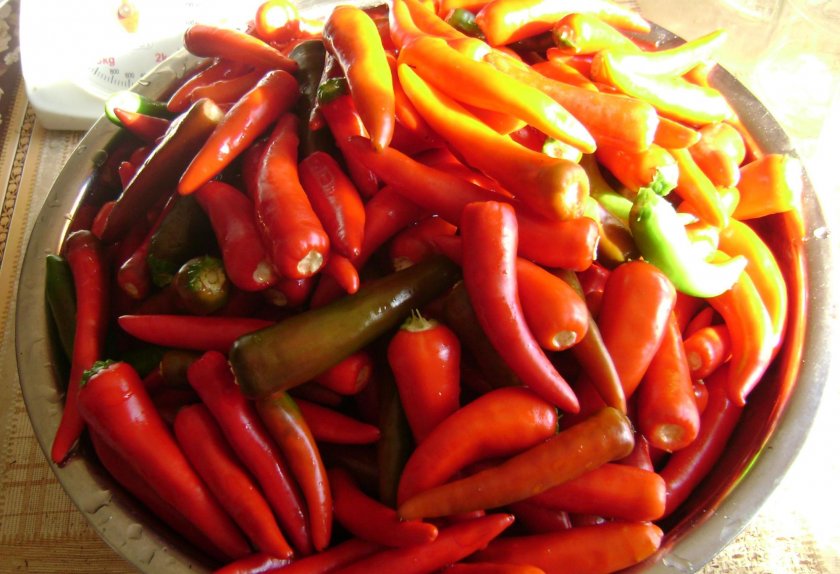 Как выбрать и подготовить острый перец для консервации Как выбрать и подготовить острый перец для консервации