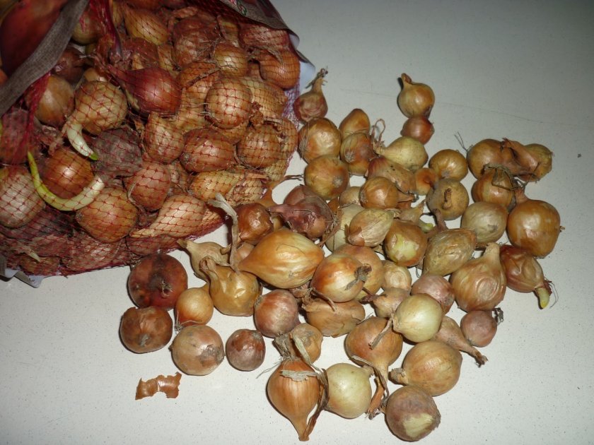 Особенности хранения семенного лука в квартире Особенности хранения семенного лука в квартире