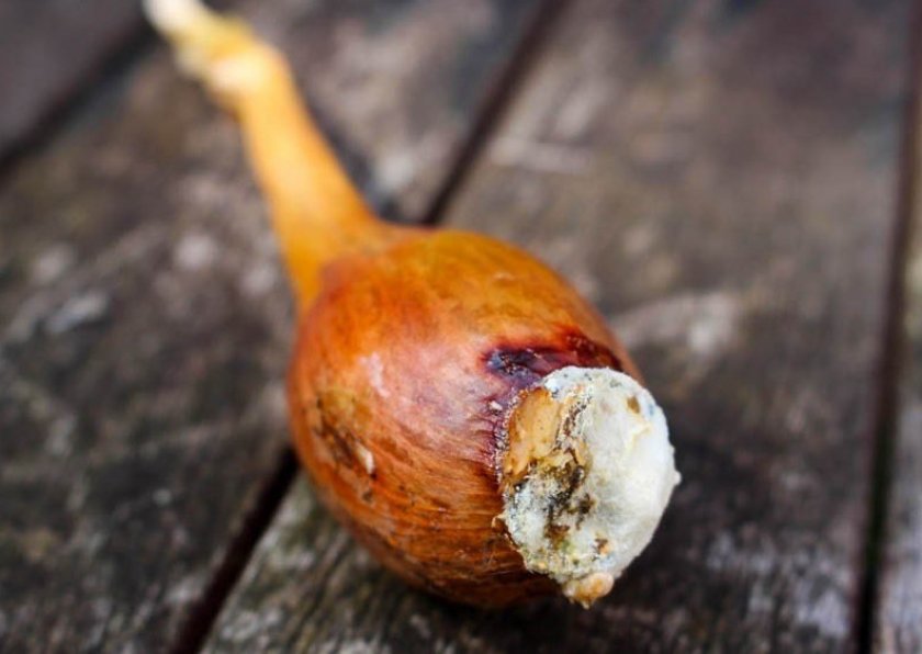 Причины гниения лука