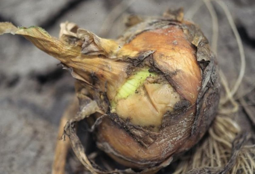 Бактериальная мягкая гниль