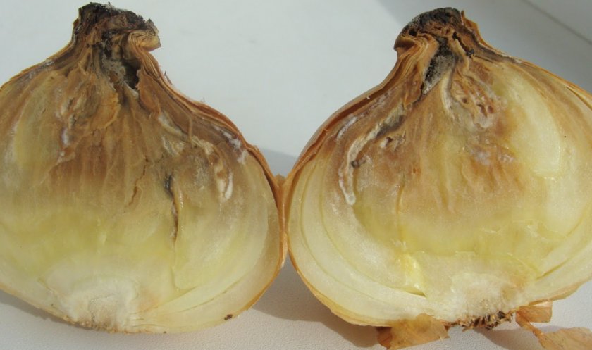 Бактериоз лука