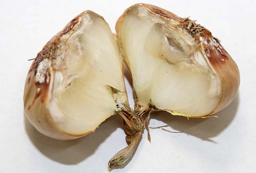 Белая гниль лука