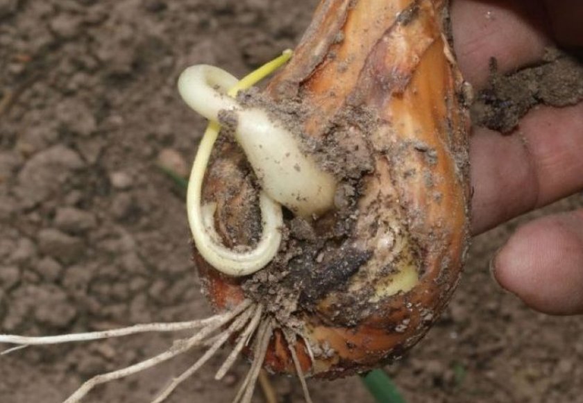 Стеблевая и луковичная нематода