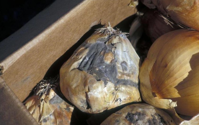 Гниение лука