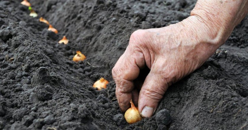 Посадка лука