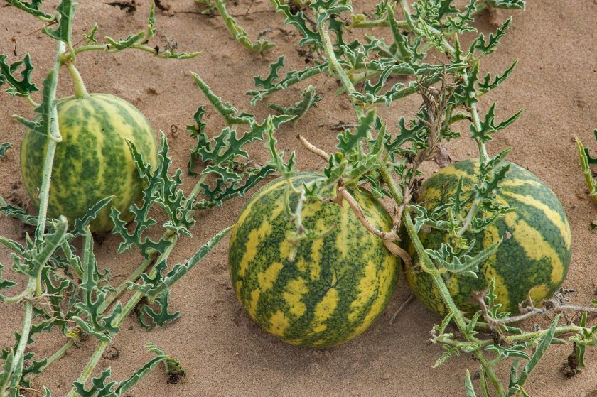 Горький сорт Горький сорт