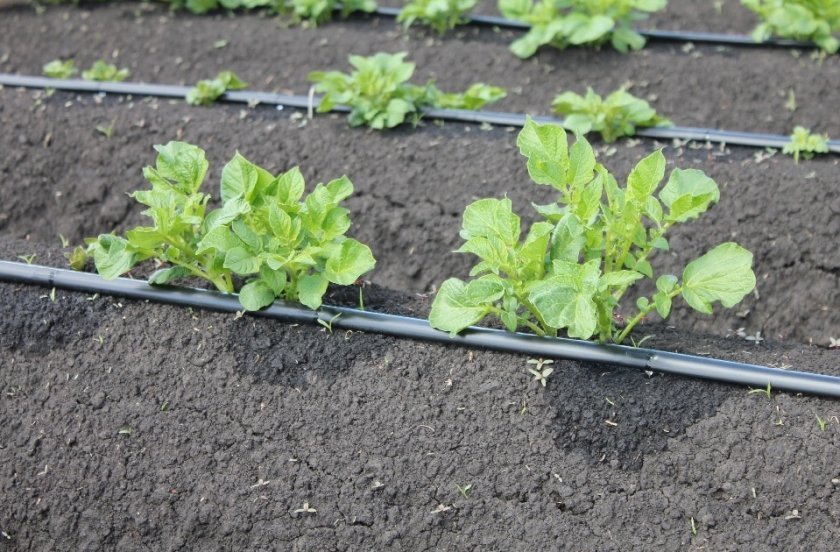 Полив картофеля Полив картофеля