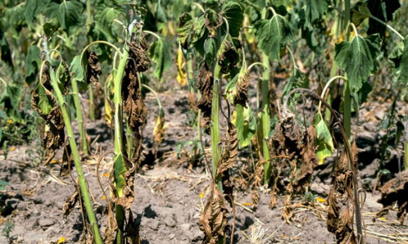 Фузариоз Фузариоз