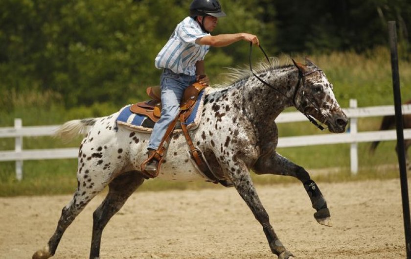 Лошадь Аппалуза