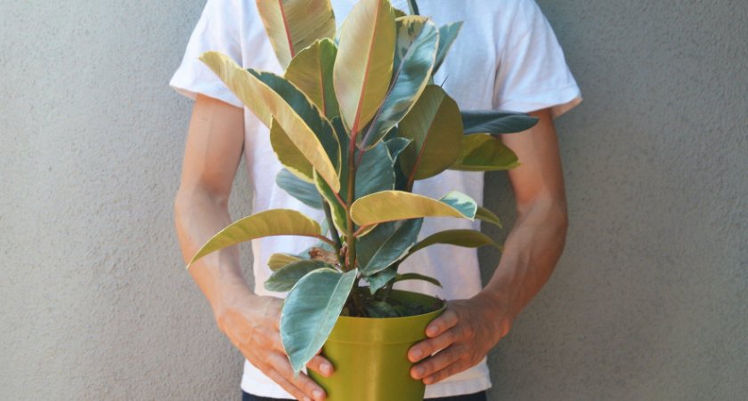 Фикус Тинеке Фикус Тинеке