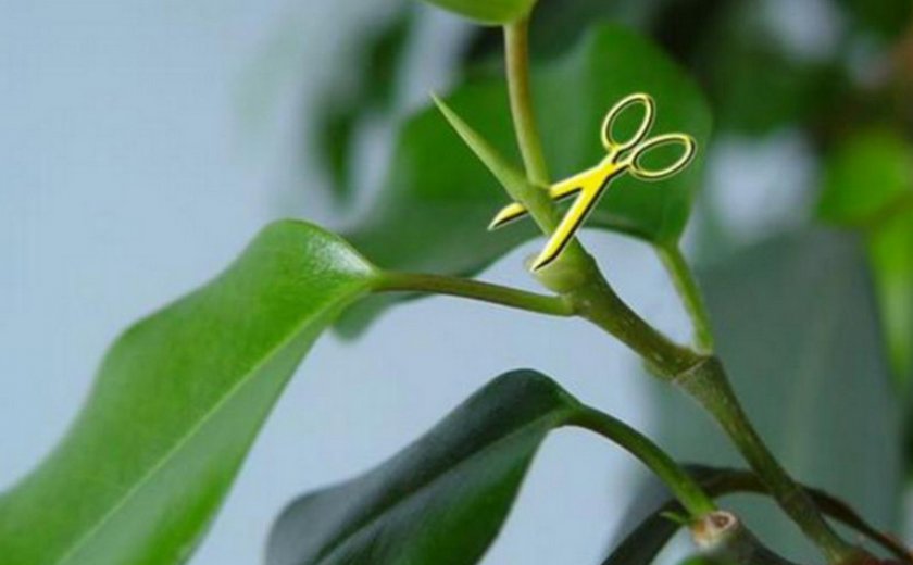 Обрезка фикуса Обрезка фикуса