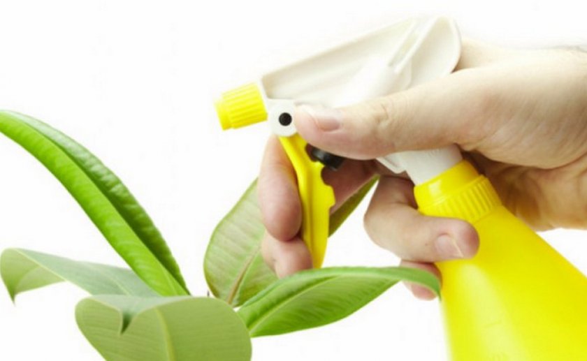 Опрыскивание фикуса Опрыскивание фикуса