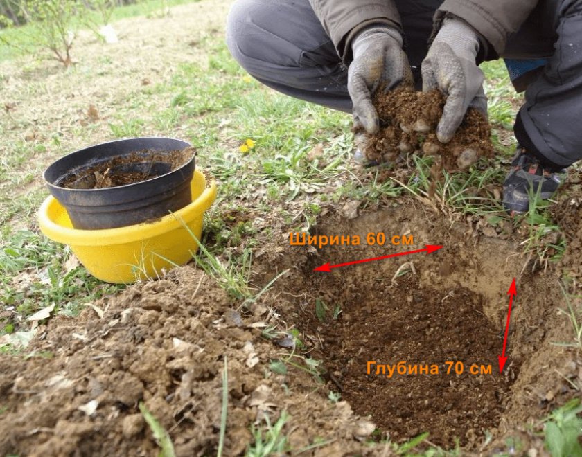 Подготовка посадочной ямы Подготовка посадочной ямы