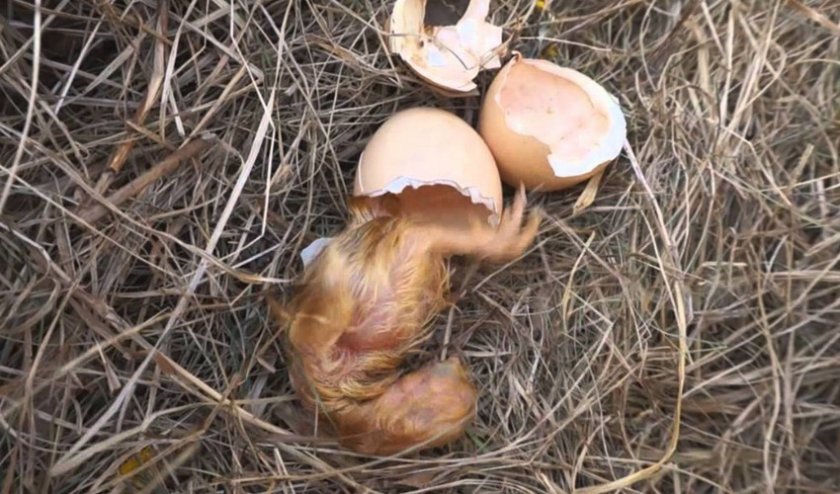 Вылупление цыпленка