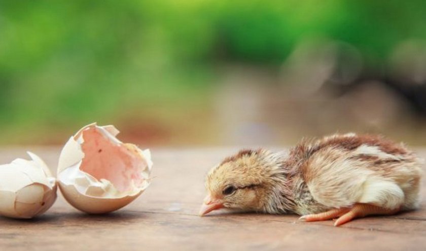 Вылупление цыпленка