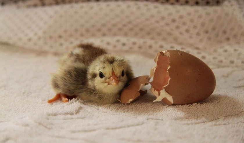 Вылупление цыпленка