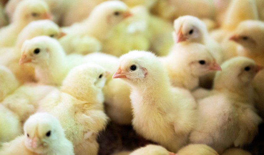Цыплята