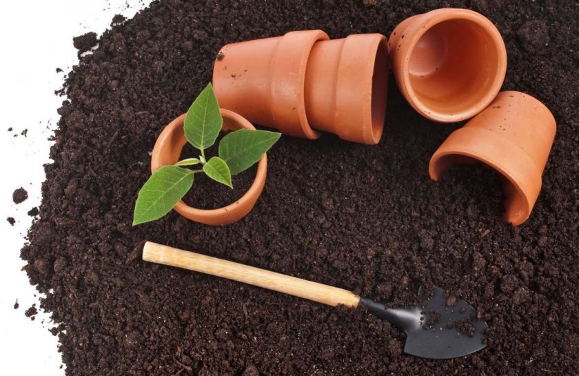 Грунт для рассады