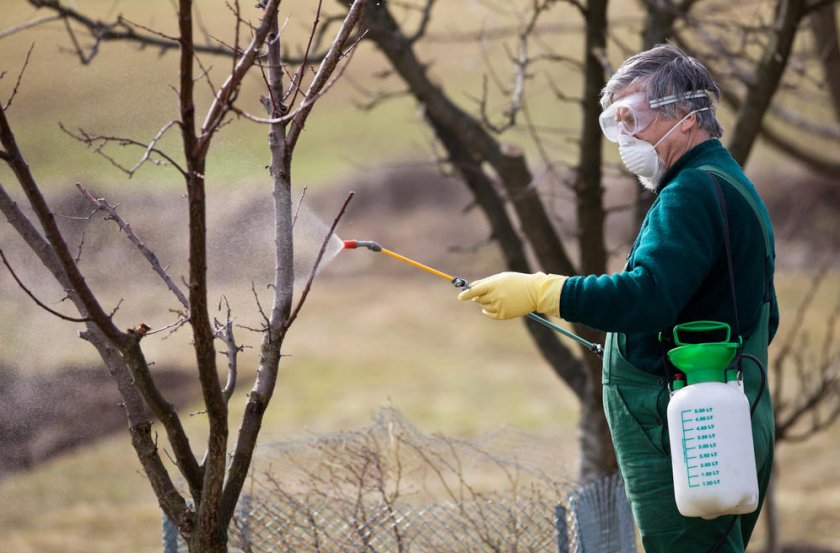 Профилактические опрыскивания деревьев