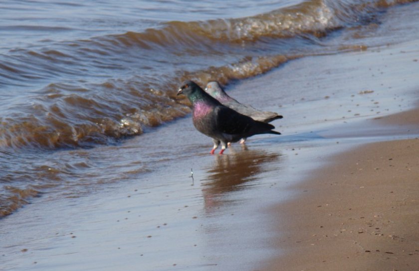 Голуби возле побережья Голуби возле побережья