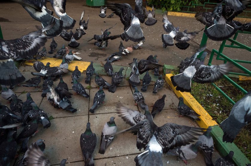 Голуби Голуби