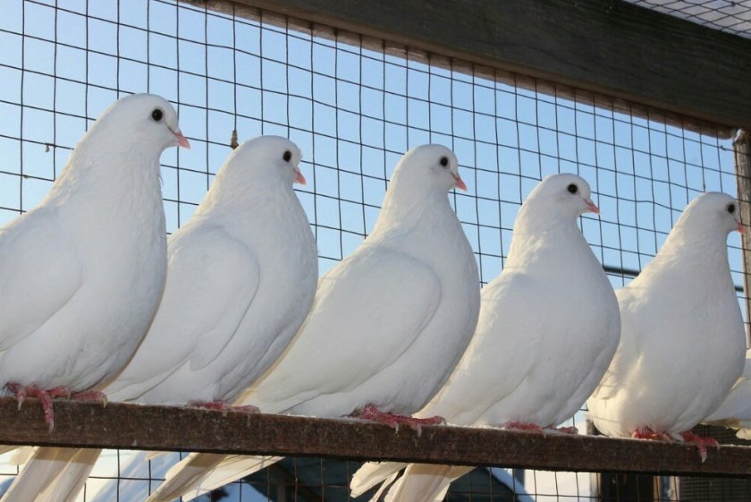 Домашние голуби Домашние голуби