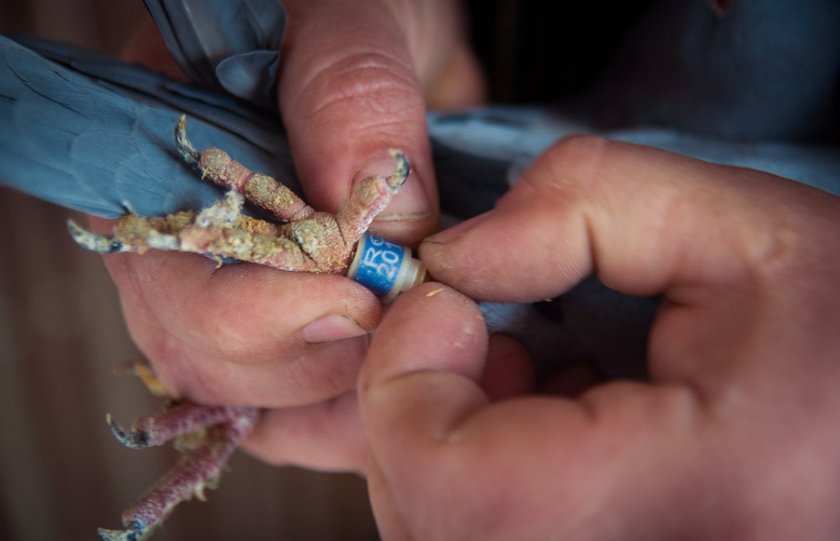 Метка с указанием даты рождения Метка с указанием даты рождения