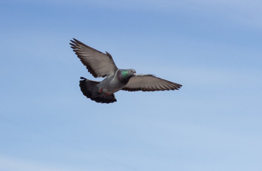 Голубь Голубь