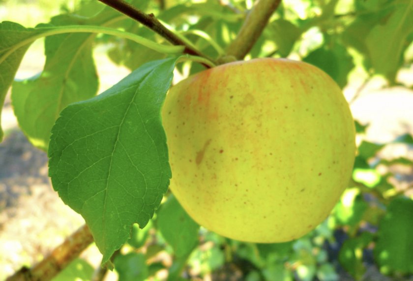 Достоинства яблони Скифское золото