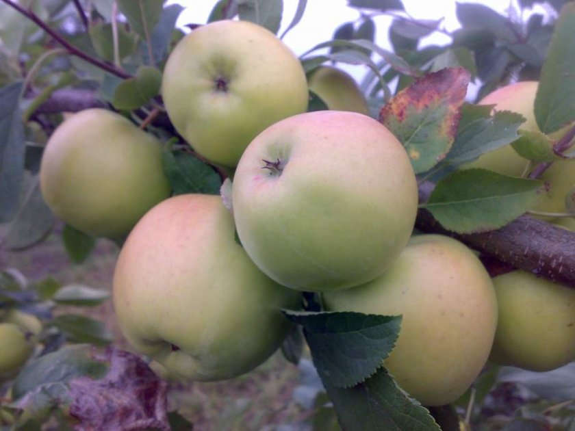 Урожайность яблони сорта Скифское золото Урожайность яблони сорта Скифское золото