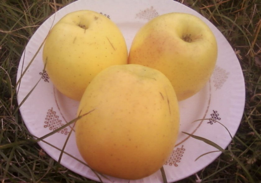 Яблоки Скифское золото Яблоки Скифское золото