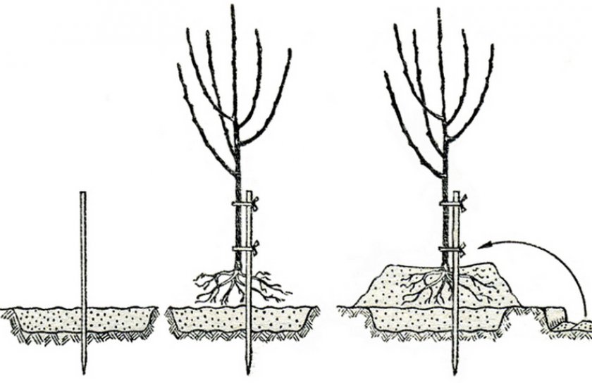 Посадка яблони Посадка яблони