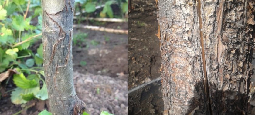 Поперечные и продольные трещины на стволе яблони Поперечные и продольные трещины на стволе яблони
