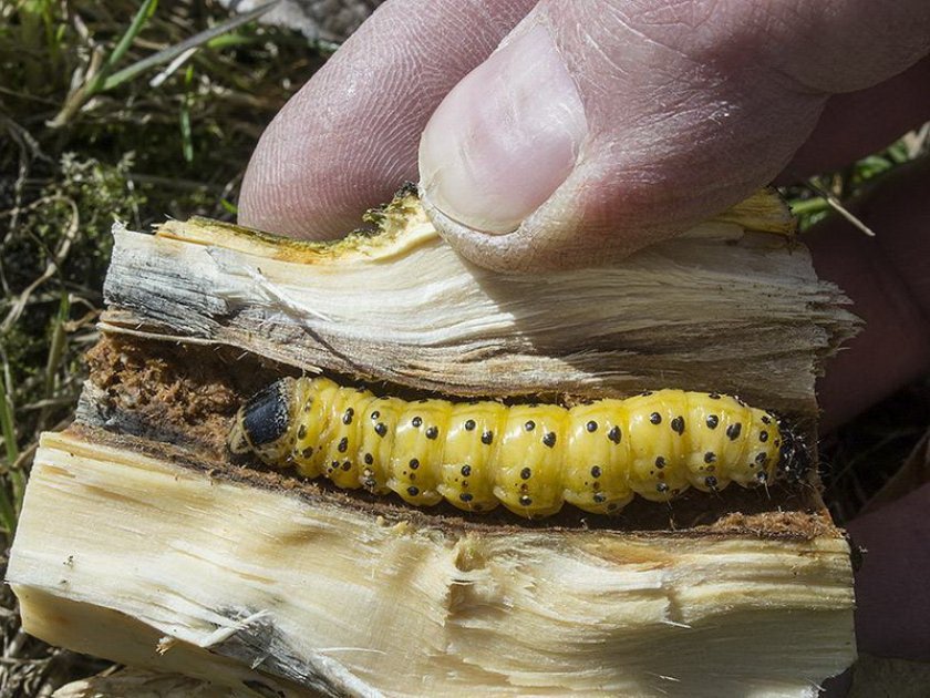 Личинка древесницы въедливой Личинка древесницы въедливой