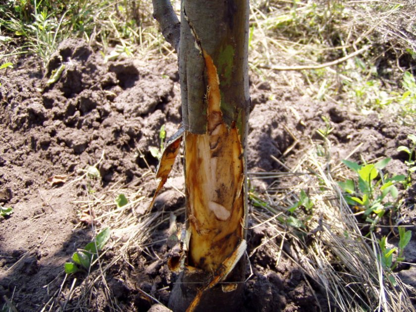 Зайцы погрызли кору яблони