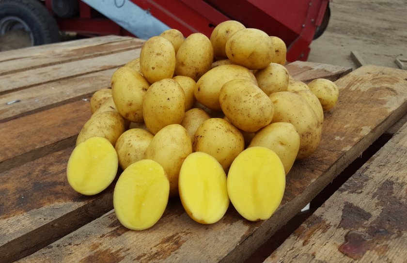 Картофель Гала