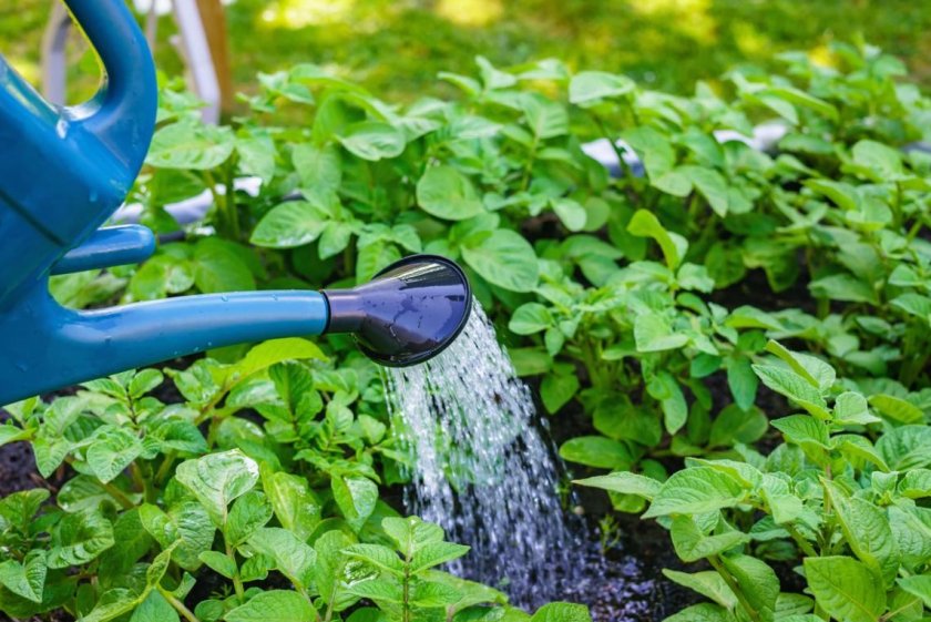 Полив картофеля