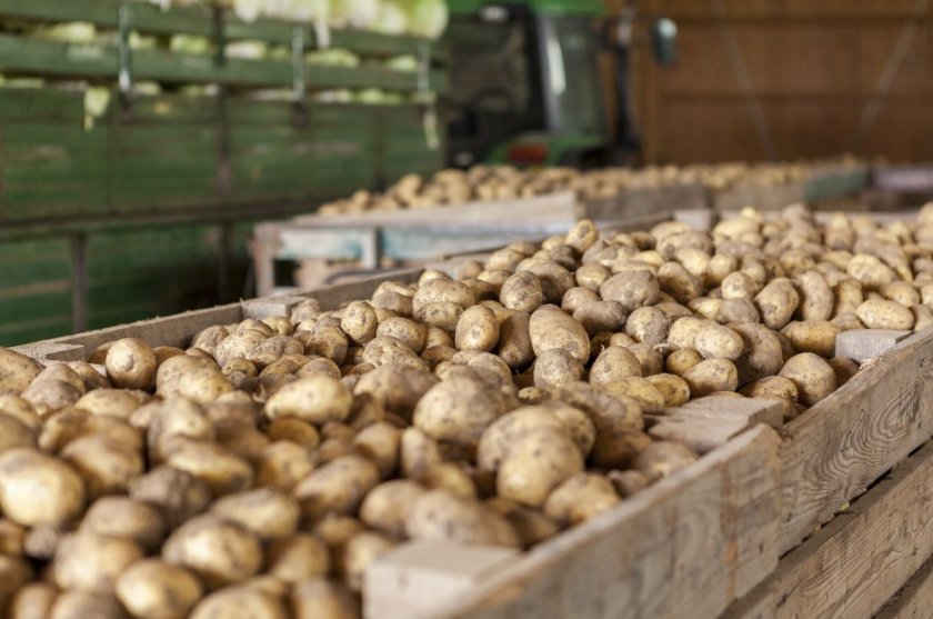 Хранение картофеля