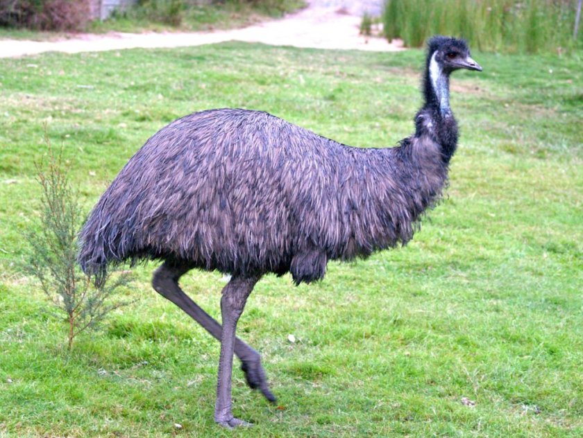 Страус Эму