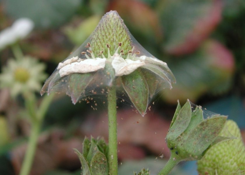 Паутинный клещ на клубнике Паутинный клещ на клубнике