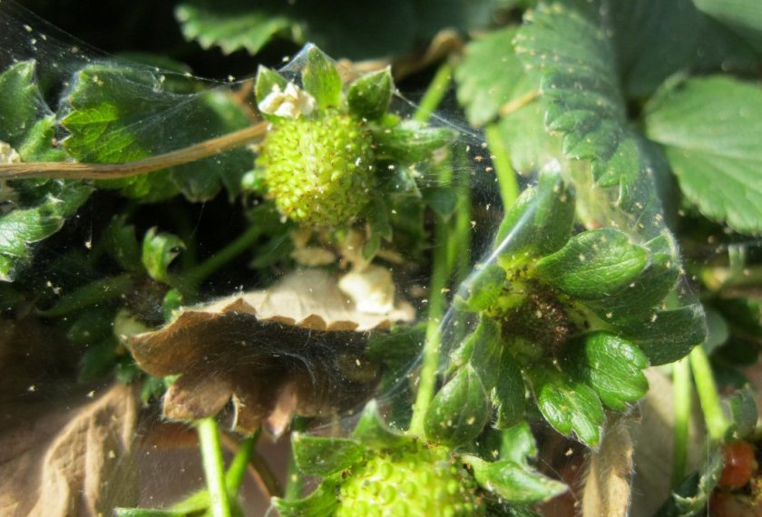 Земляничный клещ на клубнике Земляничный клещ на клубнике