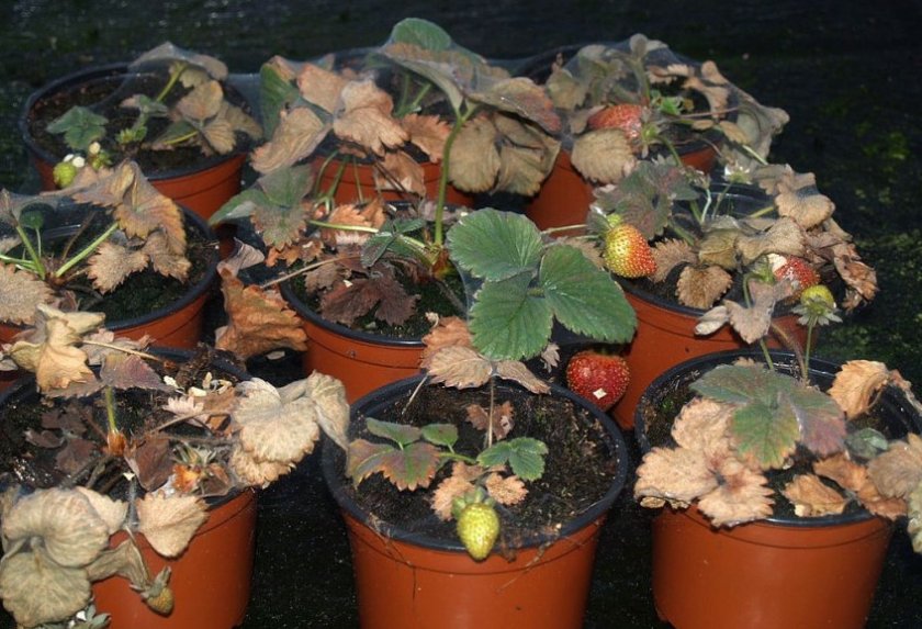 Поврежденная клубника клещом