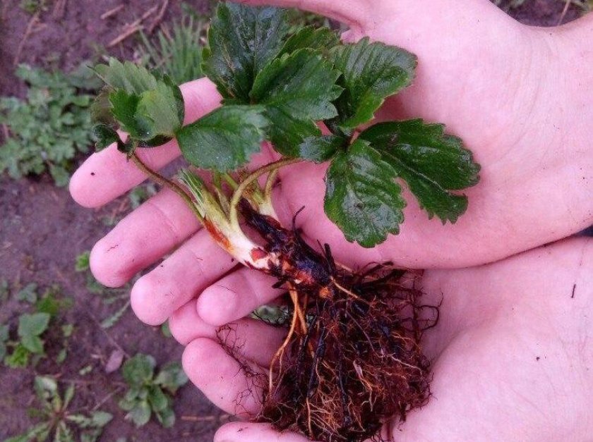 Зараженный посадочный материал клубники