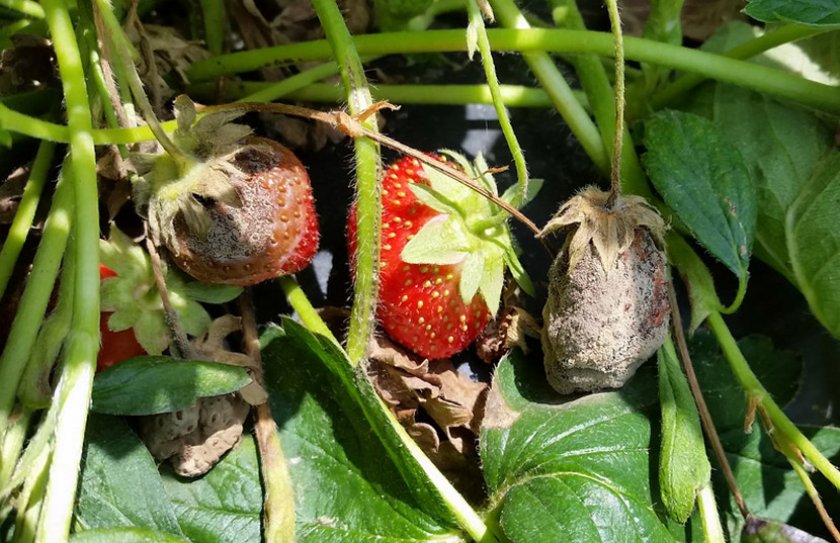 Серая гниль клубники