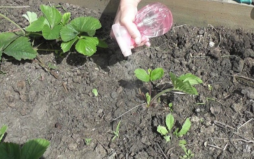 Опрыскивание клубники