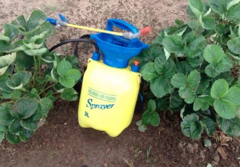 Опрыскивание клубники Опрыскивание клубники