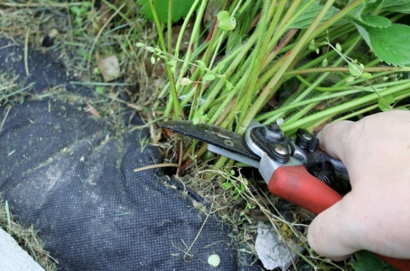 Обрезание листьев клубники