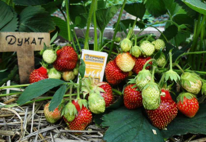 Клубника Дукат Клубника Дукат