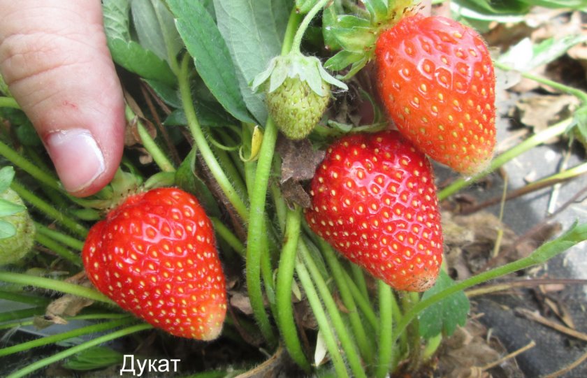 Клубника Дукат Клубника Дукат